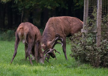 Tiergarten Schloss Raesfeld | Naturpark Hohe Mark