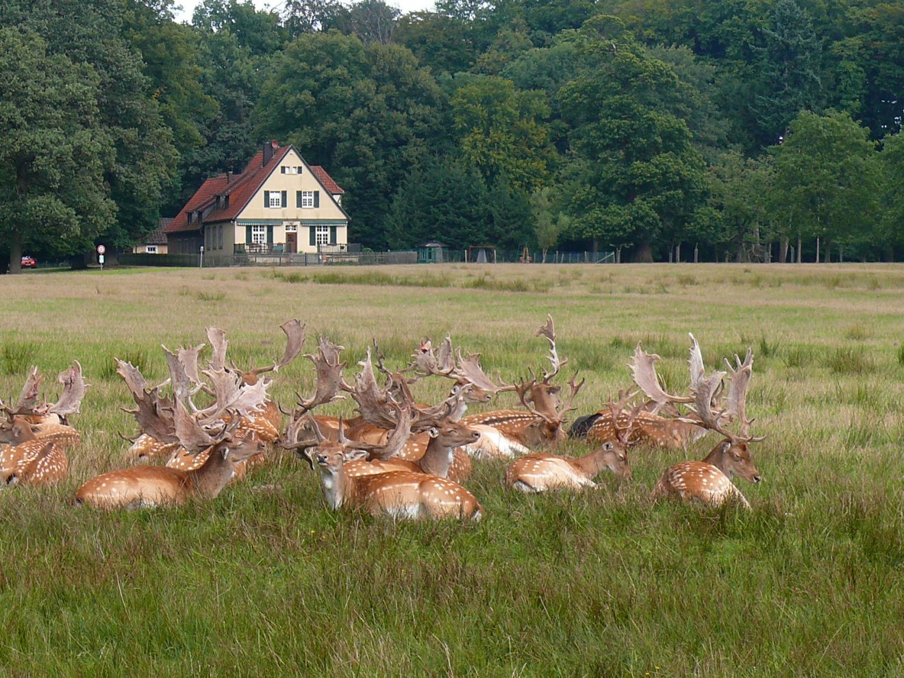 Spazierwege im Wildpark Dülmen | Naturpark Hohe Mark