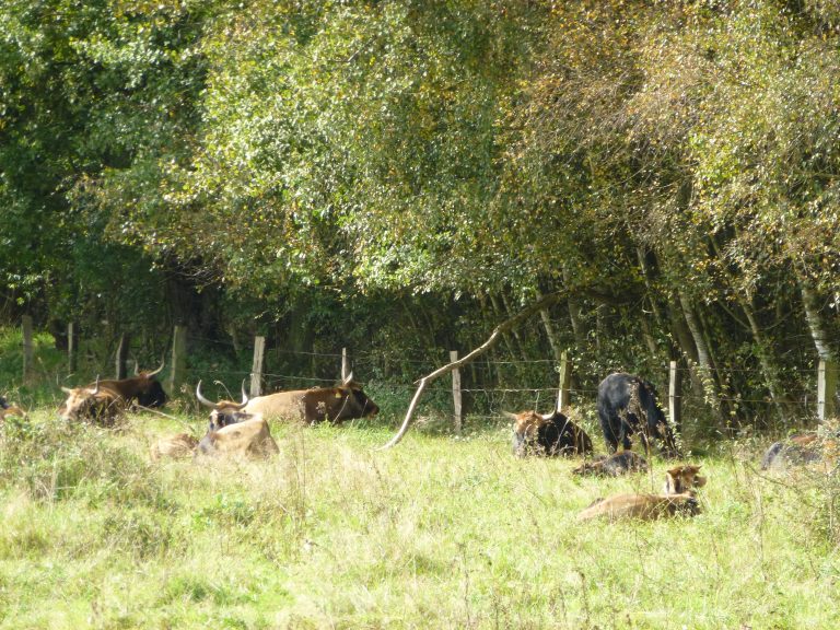 Storchenroute Hervester Bruch | Naturpark Hohe Mark